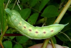 Darapsa myron larva 4 by Jacy Lucier. Used under a CC BY-SA 4.0 license.