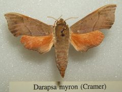 Darapsa myron sjh by wikipedia. Used under a CC BY-SA 2.5 license.