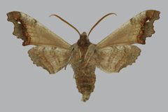 Deidamia inscriptum BMNHE813389 male un by The Trustees of the Natural History Museum, London. Used under a CC BY 3.0 license.