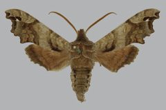 Deidamia inscriptum BMNHE813389 male up by The Trustees of the Natural History Museum, London. Used under a CC BY 3.0 license.