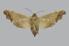 Deidamia inscriptum BMNHE813390 female un by The Trustees of the Natural History Museum, London. Used under a CC BY 3.0 license.