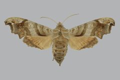 Deidamia inscriptum BMNHE813390 female up by The Trustees of the Natural History Museum, London. Used under a CC BY 3.0 license.