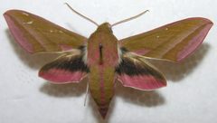 Deilephila elpenor by wikipedia. Used under a Public domain license.