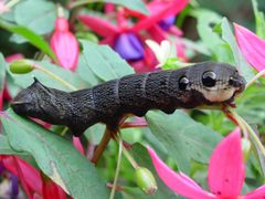 Deilephila elpenor 1 by wikipedia. Used under a GPL license.