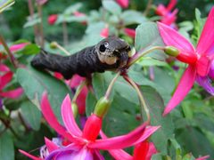 Deilephila elpenor 2 by wikipedia. Used under a GPL license.