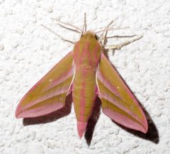 Deilephila elpenor 20200714 by Bernhard Kleine. Used under a CC BY-SA 4.0 license.