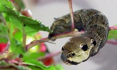 Deilephila elpenor 3 by wikipedia. Used under a GPL license.