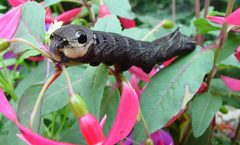 Deilephila elpenor 4 by wikipedia. Used under a GPL license.