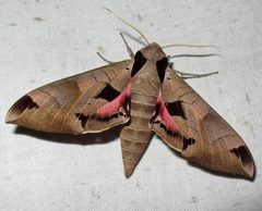 Eumorpha achemon by Jacy Lucier. Used under a CC BY-SA 4.0 license.