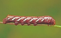 Eumorpha achemon larva1 by Whitney Cranshaw, Colorado State University, Bugwood.org. Used under a CC BY 3.0 us license.