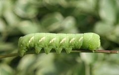 Eumorpha achemon larva2 by Whitney Cranshaw, Colorado State University, Bugwood.org. Used under a CC BY 3.0 us license.