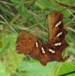 Eumorpha achemon larva 1 by Jacy Lucier. Used under a CC BY-SA 4.0 license.