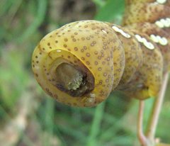 Eumorpha achemon larva head by Jacy Lucier. Used under a CC BY-SA 4.0 license.