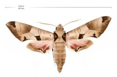 Eumorpha achemon with scale by Lake Mead NRA Public Affairs. Used under a Public domain license.