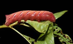 Eumorpha fasciatus 136764782 by Chrissy McClarren and Andy Reago. Used under a CC0 license.