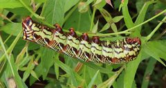 Eumorpha fasciatus 155538425 by Gordon C. Snelling. Used under a CC BY 4.0 license.