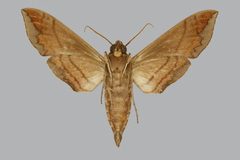 Eumorpha intermedia BMNHE813564 male un by The Trustees of the Natural History Museum, London. Used under a CC BY 3.0 license.