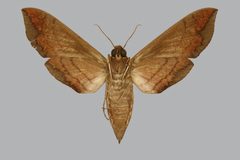 Eumorpha intermedia BMNHE813565 female un by The Trustees of the Natural History Museum, London. Used under a CC BY 3.0 license.