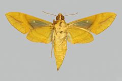 Eumorpha labruscae labruscae BMNHE274422 female un by The Trustees of the Natural History Museum, London. Used under a CC BY 3.0 license.