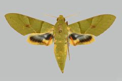 Eumorpha labruscae labruscae BMNHE274422 female up by The Trustees of the Natural History Museum, London. Used under a CC BY 3.0 license.