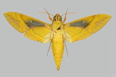 Eumorpha labruscae labruscae BMNHE274423 male un by The Trustees of the Natural History Museum, London. Used under a CC BY 3.0 license.