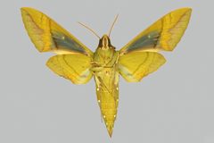 Eumorpha labruscae yupanquii BMNHE274425 male un by The Trustees of the Natural History Museum, London. Used under a CC BY 3.0 license.