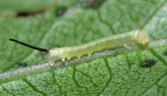 Eumorpha pandorus early larva by Jacy Lucier. Used under a CC BY-SA 4.0 license.