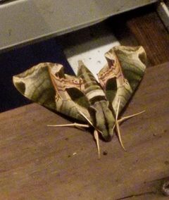 Pandora sphinx moth Massachusetts by NuggettheBeagle. Used under a CC BY-SA 4.0 license.