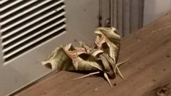 Pandora sphinx moths by NuggettheBeagle. Used under a CC BY-SA 4.0 license.