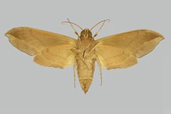 Eumorpha satellitia satellitia BMNHE274360 female un by The Trustees of the Natural History Museum, London. Used under a CC BY 3.0 license.