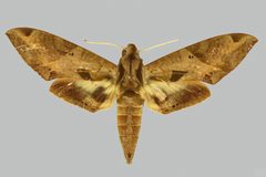 Eumorpha satellitia satellitia BMNHE274361 male up by The Trustees of the Natural History Museum, London. Used under a CC BY 3.0 license.