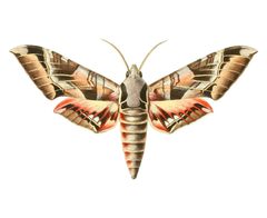 Eumorpha typhon by B. Wienker. Used under a Public domain license.