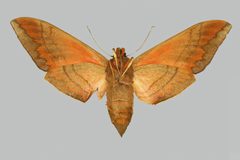 Eumorpha typhon BMNHE274411 female un by The Trustees of the Natural History Museum, London. Used under a CC BY 3.0 license.