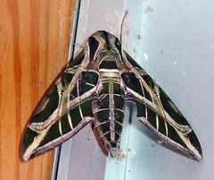 Eumorpha vitis by pondhawk. Used under a CC BY 2.0 license.