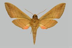 Eumorpha vitis vitis BMNHE274413 female un by The Trustees of the Natural History Museum, London. Used under a CC BY 3.0 license.