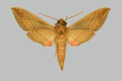 Eumorpha vitis vitis BMNHE274414 male un by The Trustees of the Natural History Museum, London. Used under a CC BY 3.0 license.
