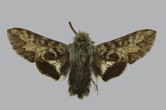 Euproserpinus euterpe BMNHE813411 male up by The Trustees of the Natural History Museum, London. Used under a CC BY 3.0 license.