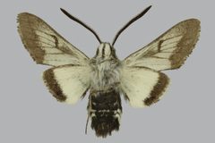 Euproserpinus phaeton BMNHE813412 male un by The Trustees of the Natural History Museum, London. Used under a CC BY 3.0 license.