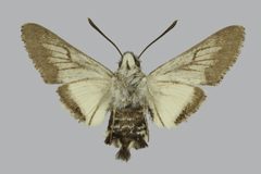 Euproserpinus phaeton BMNHE813413 female un by The Trustees of the Natural History Museum, London. Used under a CC BY 3.0 license.