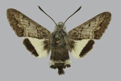 Euproserpinus phaeton BMNHE813413 female up by The Trustees of the Natural History Museum, London. Used under a CC BY 3.0 license.