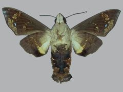 Eupyrrhoglossum sagra BMNHE273133 male un by The Trustees of the Natural History Museum, London. Used under a CC BY 3.0 license.