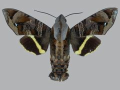Eupyrrhoglossum sagra BMNHE273133 male up by The Trustees of the Natural History Museum, London. Used under a CC BY 3.0 license.