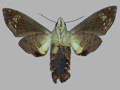 Eupyrrhoglossum sagra BMNHE273134 female un by The Trustees of the Natural History Museum, London. Used under a CC BY 3.0 license.