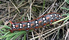Hyles.euphorbiae by wikipedia. Used under a CC BY-SA 3.0 license.