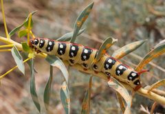 Hyles euphorbiae - Spurge Hawk-Moth 04 by Zeynel Cebeci. Used under a CC BY-SA 4.0 license.