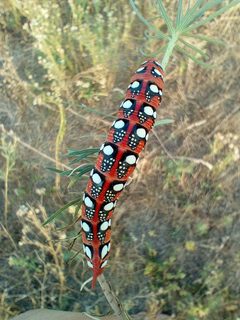 Hyles euphorbiae Serbia by Husarikova. Used under a CC BY 4.0 license.