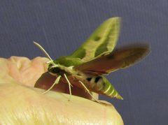 Hyles euphorbiae Sphingidae Lepidoptera by Семен Воловник. Used under a CC BY-SA 4.0 license.