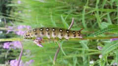 Caterpillar of bedstraw hawk-moth by Jerome Charaoui. Used under a CC BY-SA 4.0 license.