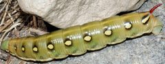 Hyles gallii caterpillar Italy by Tiia Monto. Used under a CC BY-SA 4.0 license.