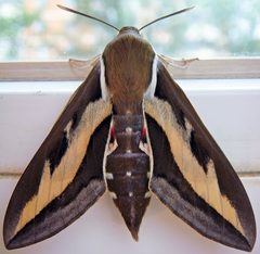 Hyles gallii imago by 3epo.Post. Used under a CC BY 3.0 license.